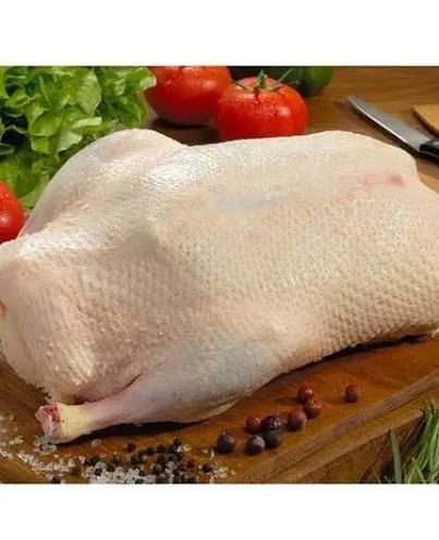 Canard