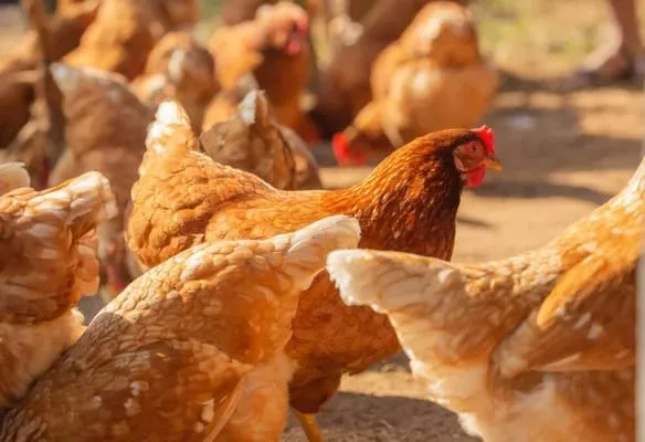 Poules pondeuses dans un élevage